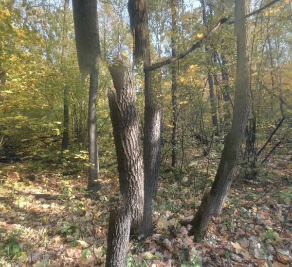 Банкомат Сбербанка России по адресу ул. Советской Армии, д. 253, лит. А, «МТЛ-Арена»